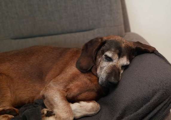 Unsere Fellnasen im Regenbogenland-Beitrag-Bild