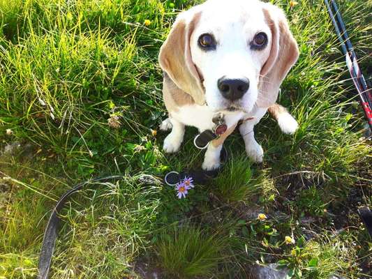 Dogorama Photo Challenge - Lieblingsspielzeug!-Beitrag-Bild