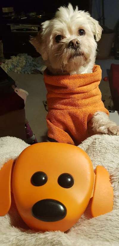 Lustigsten Grimassen von euren Hunden-Beitrag-Bild