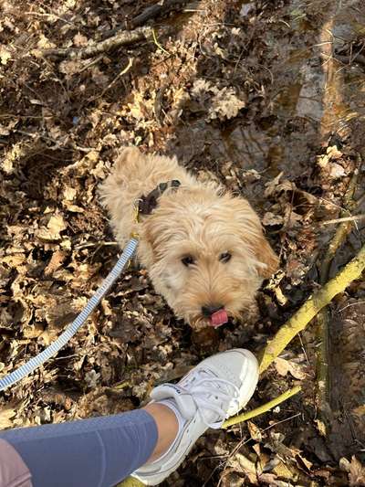 Auslandstierschutz-Beitrag-Bild