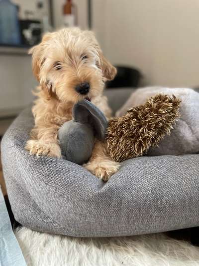 Auslandstierschutz-Beitrag-Bild