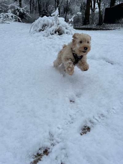 Auslandstierschutz-Beitrag-Bild