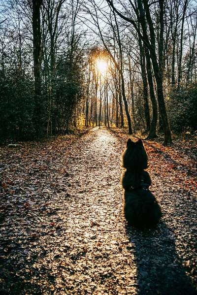 Eurasier Hormon Chip ? Chemisch kastrieren?-Beitrag-Bild