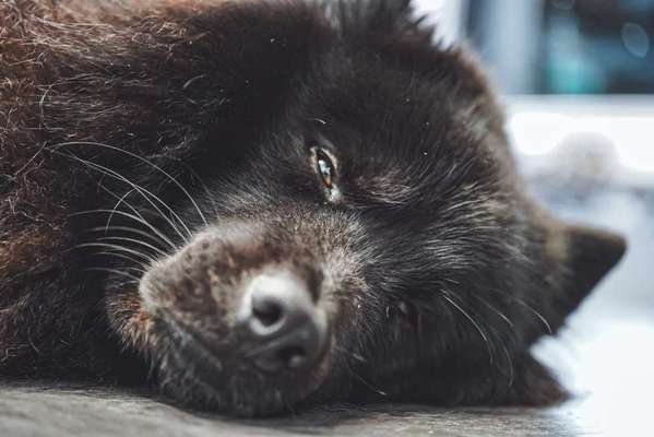 Eurasier Hormon Chip ? Chemisch kastrieren?-Beitrag-Bild