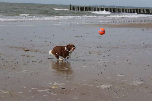 43. Fotochallenge-Zeigt mir eure Ball oder Frisbee verrueckten Hunde-Beitrag-Bild