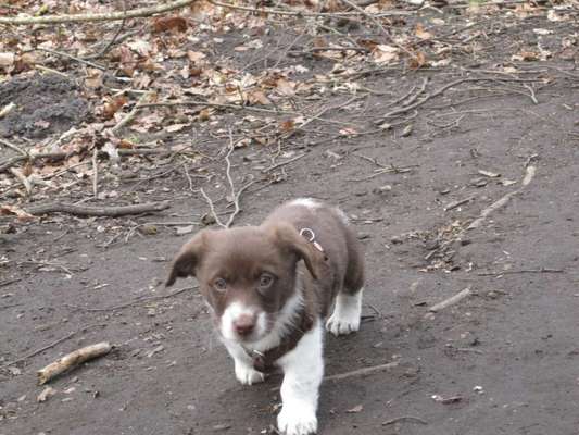 Welpen Bilder !-Beitrag-Bild