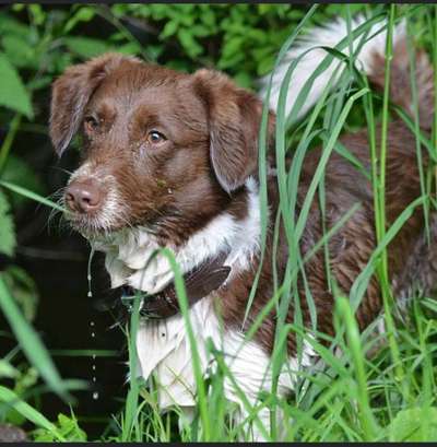 Zeigt mal die schönsten Bilder von euren Hunden !-Beitrag-Bild