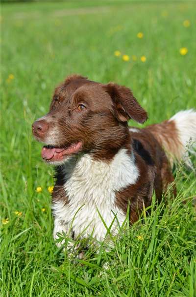 Mischlingshunde Foto Aufruf-Beitrag-Bild