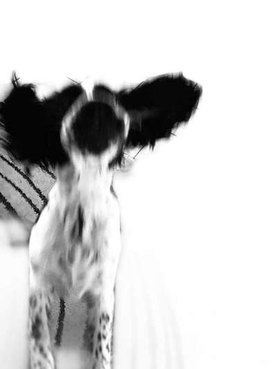 Foto Challenge Nr. 137 - Lass die Ohren fliegen-Beitrag-Bild