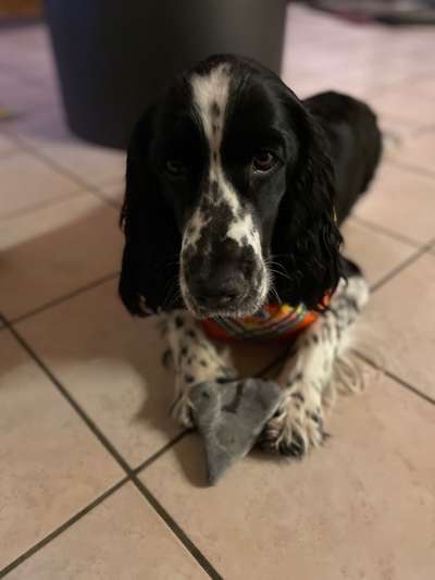 Valentins Wuffis-Beitrag-Bild