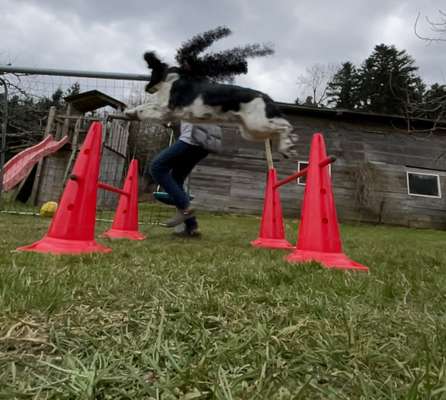 61. Handyfotochallenge - der springende Hund-Beitrag-Bild