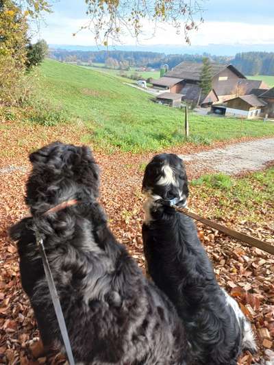 Wald Bild-Beitrag-Bild