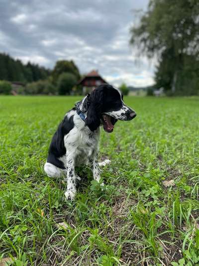 Dogorama Photo Challenge - Mäulchen auf-Beitrag-Bild