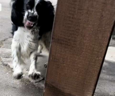 Dogorama Photo Challenge- genervter Blick-Beitrag-Bild