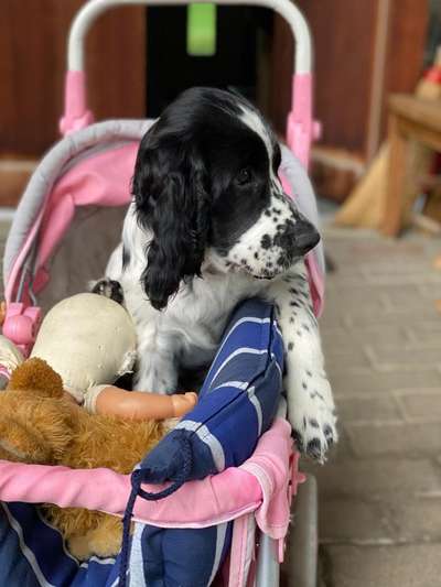 Dogorama Photo Challenge - TV Hund-Beitrag-Bild