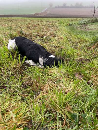 Dogorama Photo Challenge - Buddeln-Beitrag-Bild