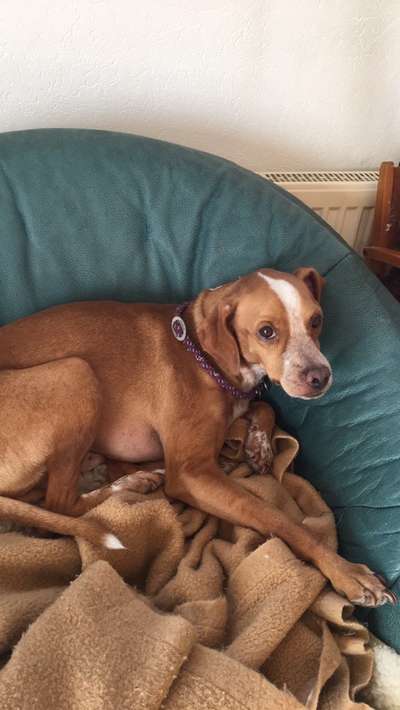 Mehrere Hunde zuhause !-Beitrag-Bild