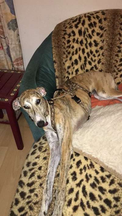 Windhunde - Treffen der besonderen Schönheiten
HERZLICH WILLKOMMEN-Beitrag-Bild