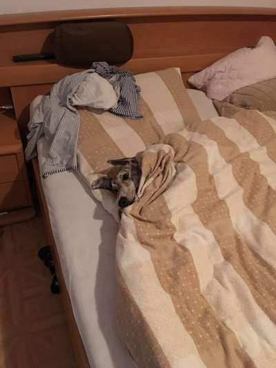 Windhunde - Treffen der besonderen Schönheiten
HERZLICH WILLKOMMEN-Beitrag-Bild