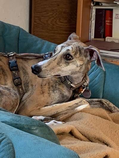 Mehrere Hunde zuhause !-Beitrag-Bild