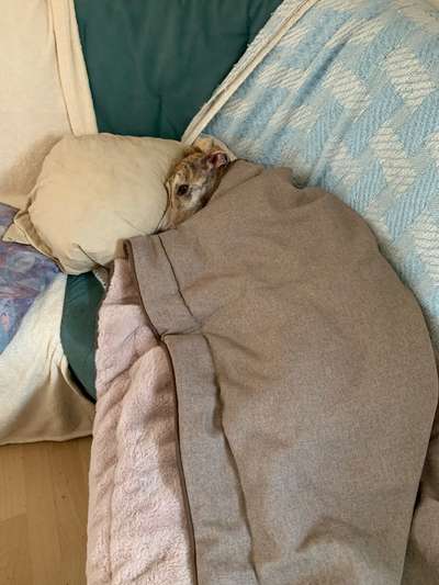 Windhunde - Treffen der besonderen Schönheiten
HERZLICH WILLKOMMEN-Beitrag-Bild