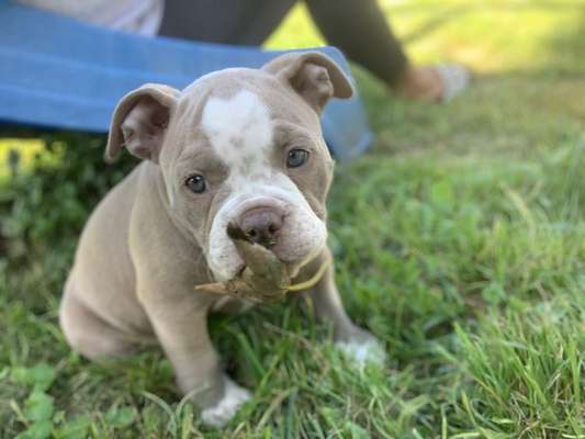 Welpen Bilder !-Beitrag-Bild