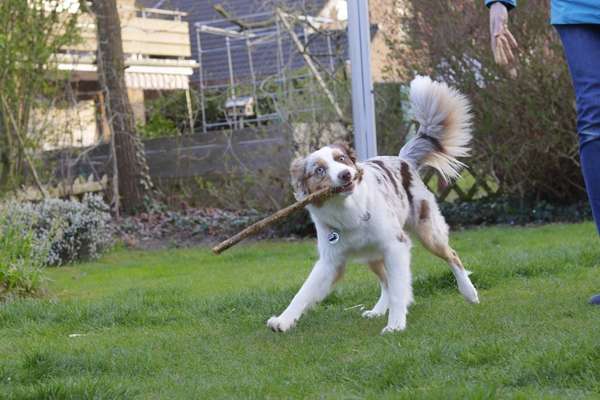 Zeige das lustigste Bild eures Hundis-Beitrag-Bild