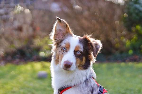 Lieblingsbild von euren Hunden?-Beitrag-Bild