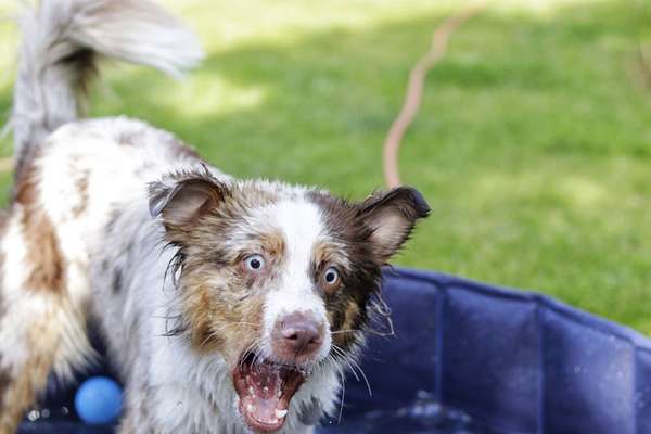 Lustigsten Grimassen von euren Hunden-Beitrag-Bild