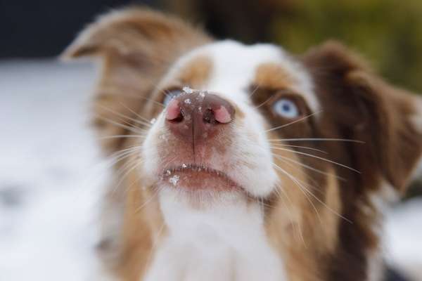 Zeigt her eure Hundenasen-Beitrag-Bild