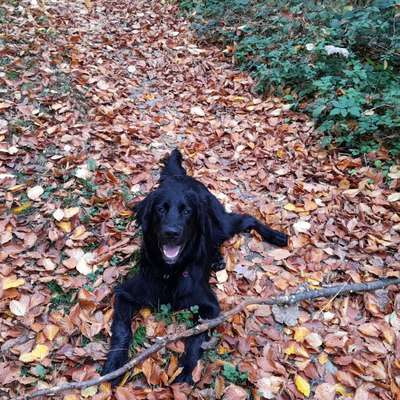 Hundetreffen-Gassirunde und Toben-Bild