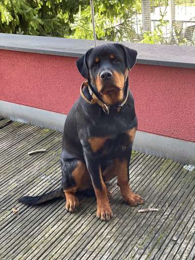 Weitere Große Schweizer Sennenhunde (oder andere große Rassen) hier?-Beitrag-Bild