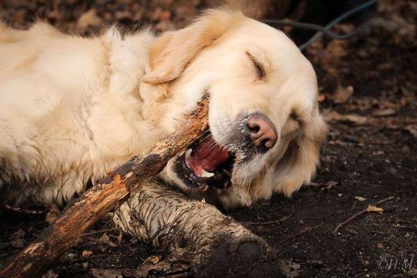 Wo sind die Golden Retriever Liebhaber?-Beitrag-Bild