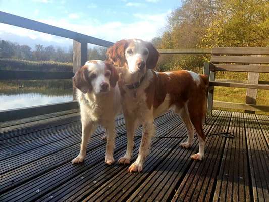 Epagneul Breton-Beitrag-Bild