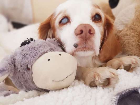 Epagneul Breton-Beitrag-Bild