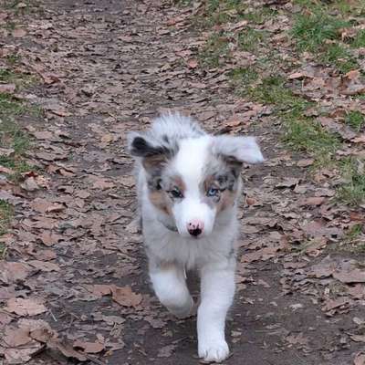Hundetreffen-Welpe sucht Spielgefährten-Bild