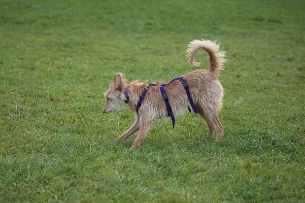 Windhunde - Treffen der besonderen Schönheiten
HERZLICH WILLKOMMEN-Beitrag-Bild