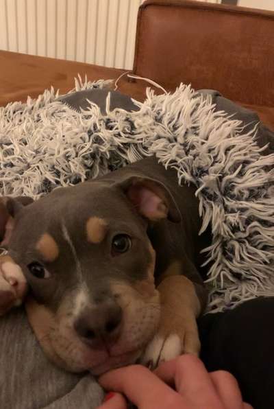 Dogorama Photo Challenge - Hundeblick zum hinschmelzen-Beitrag-Bild