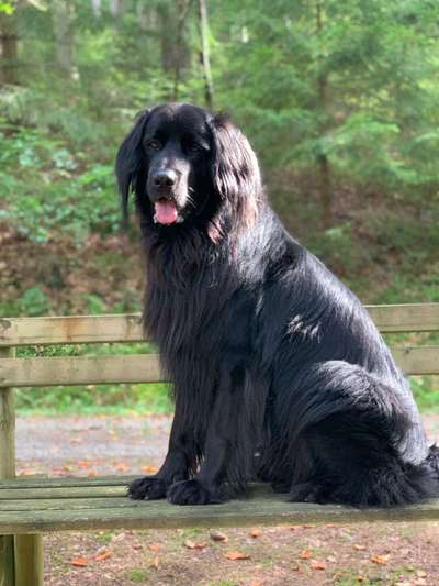 Reinrassige Hunde?-Beitrag-Bild