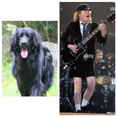 Wie heißt dein Hund?-Beitrag-Bild