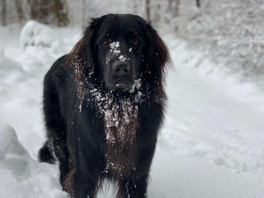 Fotochallenge 61 ~ Schnee-Beitrag-Bild