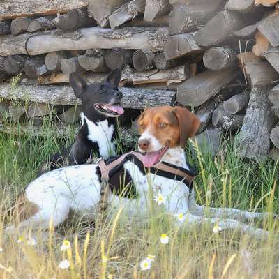 Hundetreffen-Spiel- und Gassirunde-Bild