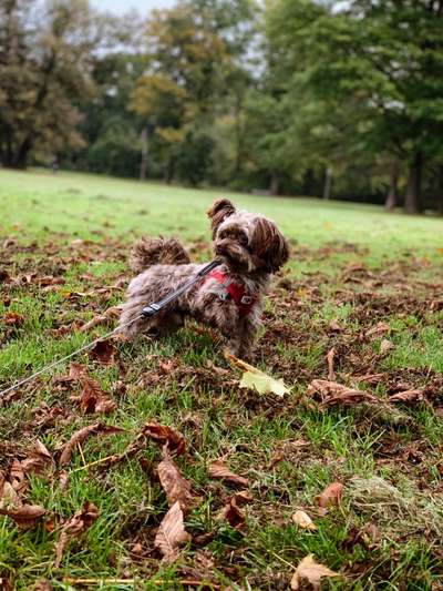 Hundetreffen-Bolonka Zwetna Treffen Dresden-Bild