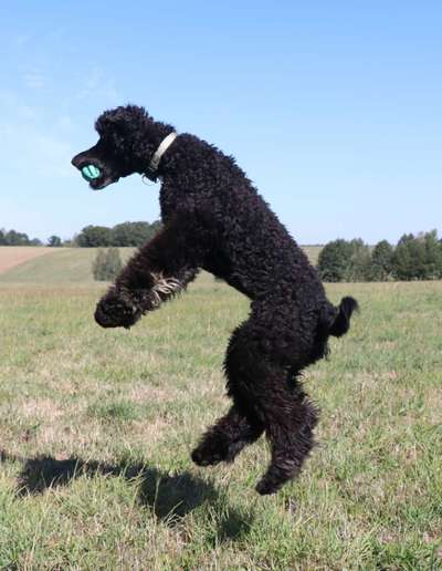 43. Fotochallenge-Zeigt mir eure Ball oder Frisbee verrueckten Hunde-Beitrag-Bild