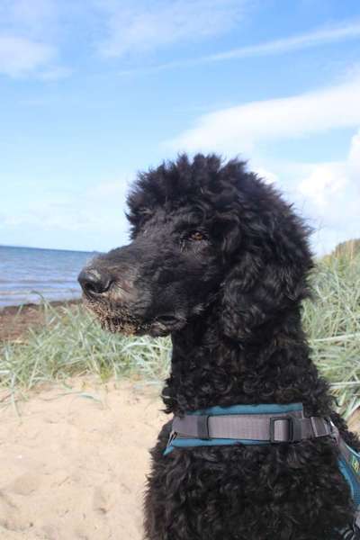 Challenge 41 - Mein Hund im Urlaub-Beitrag-Bild