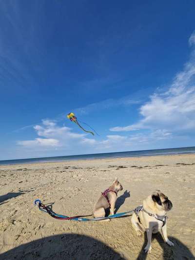 Hundetreffen-gemeinsame Spaziergänge-Bild