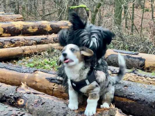 Dogorama Photo Challenge - Fail/Outtakes-Beitrag-Bild