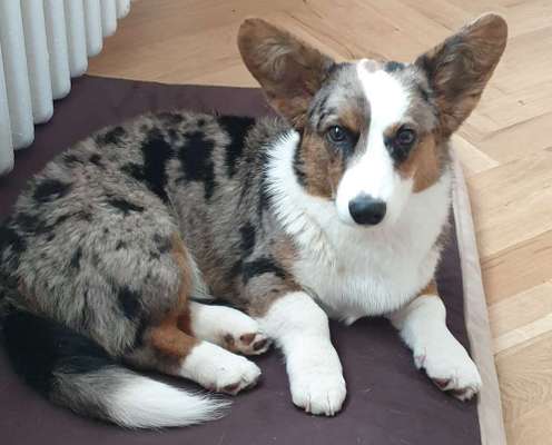 Corgis und ihre persönlichen Hofangestellten-Beitrag-Bild