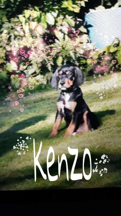 Labradorfans-Beitrag-Bild