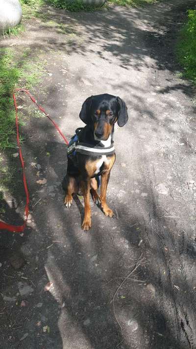 Labradorfans-Beitrag-Bild